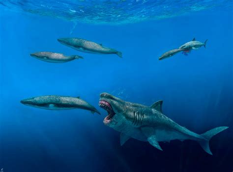 megalodon atlantic.